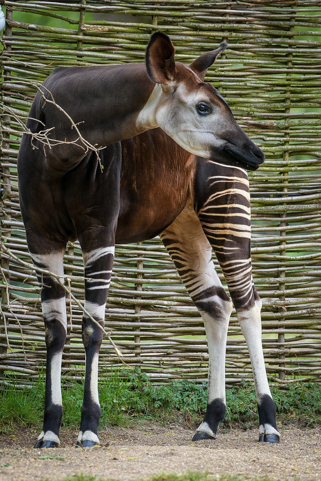 Okapi looking away